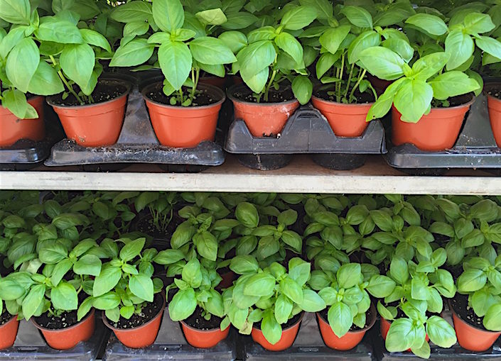 basil plants at the greenmarket