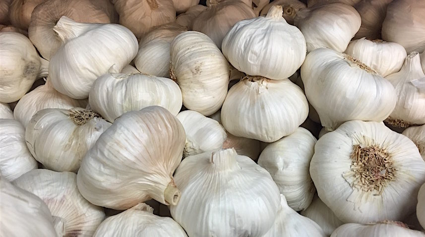 garlic