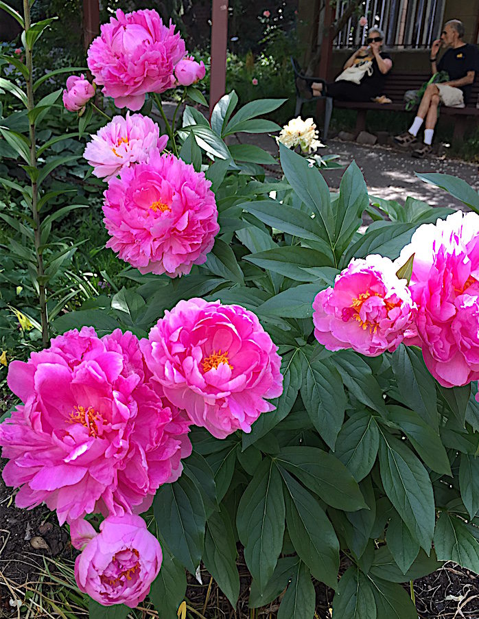 peonies and nature lovers