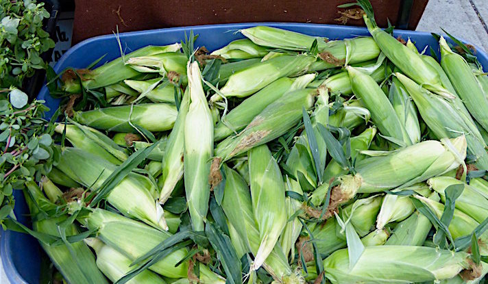 Purslane and corn at Amantai 