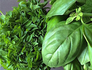 Bush basil (left) and Genovese basil (right)