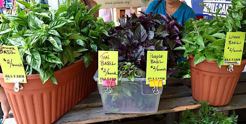 4 varieties of basil at J&A Farm