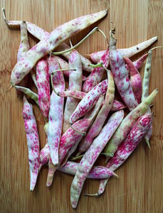 Fresh cranberry beans waiting to be shelled