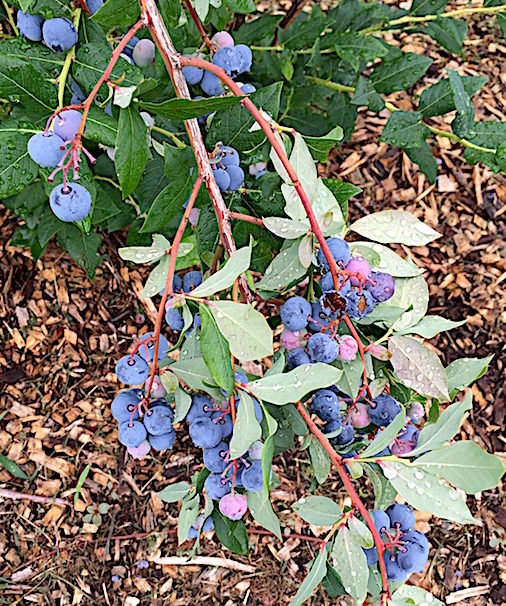 Blueberries ready to pick in Connecticut