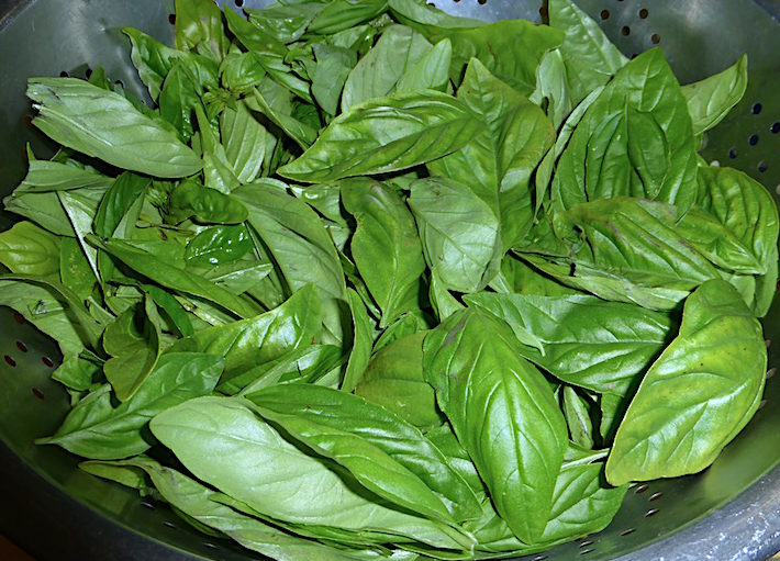 Clean basil ready to be turned into pesto