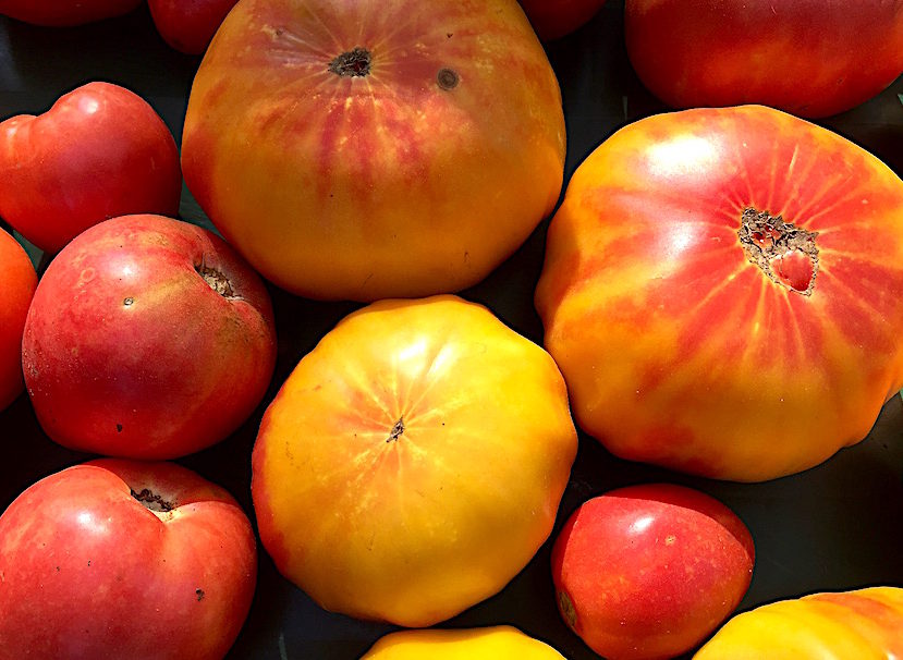 Bradley Farm heirloom tomatoes