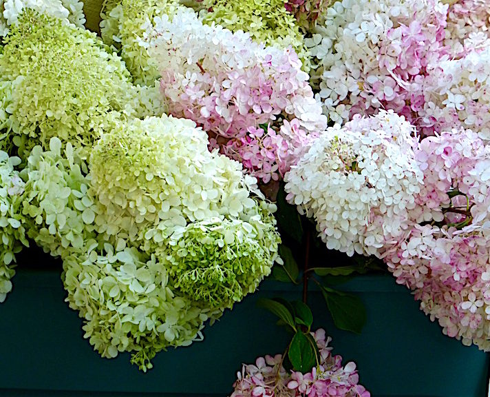 Hydrangea at the Columbus Avenue Farmer's Market