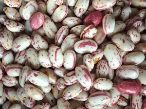 Shelled cranberry beans ready to be cooked
