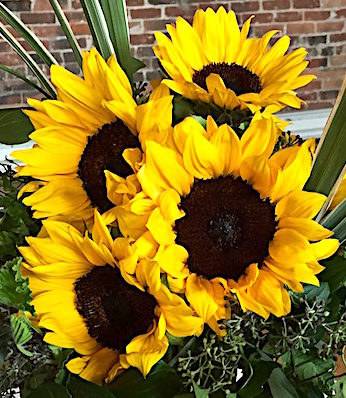 September sunflowers
